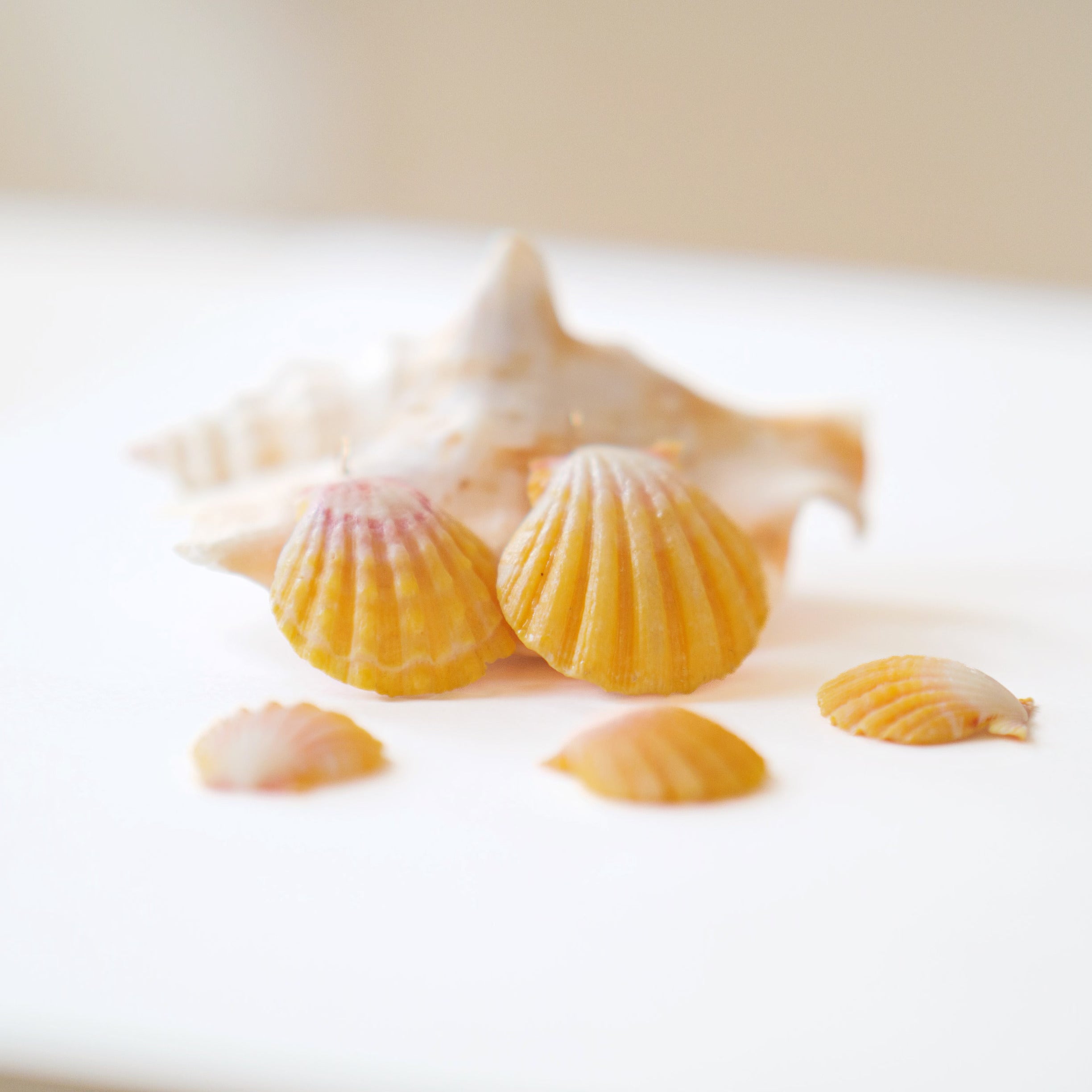 Sunrise Shell | MOKUPUNI 〜the island style〜