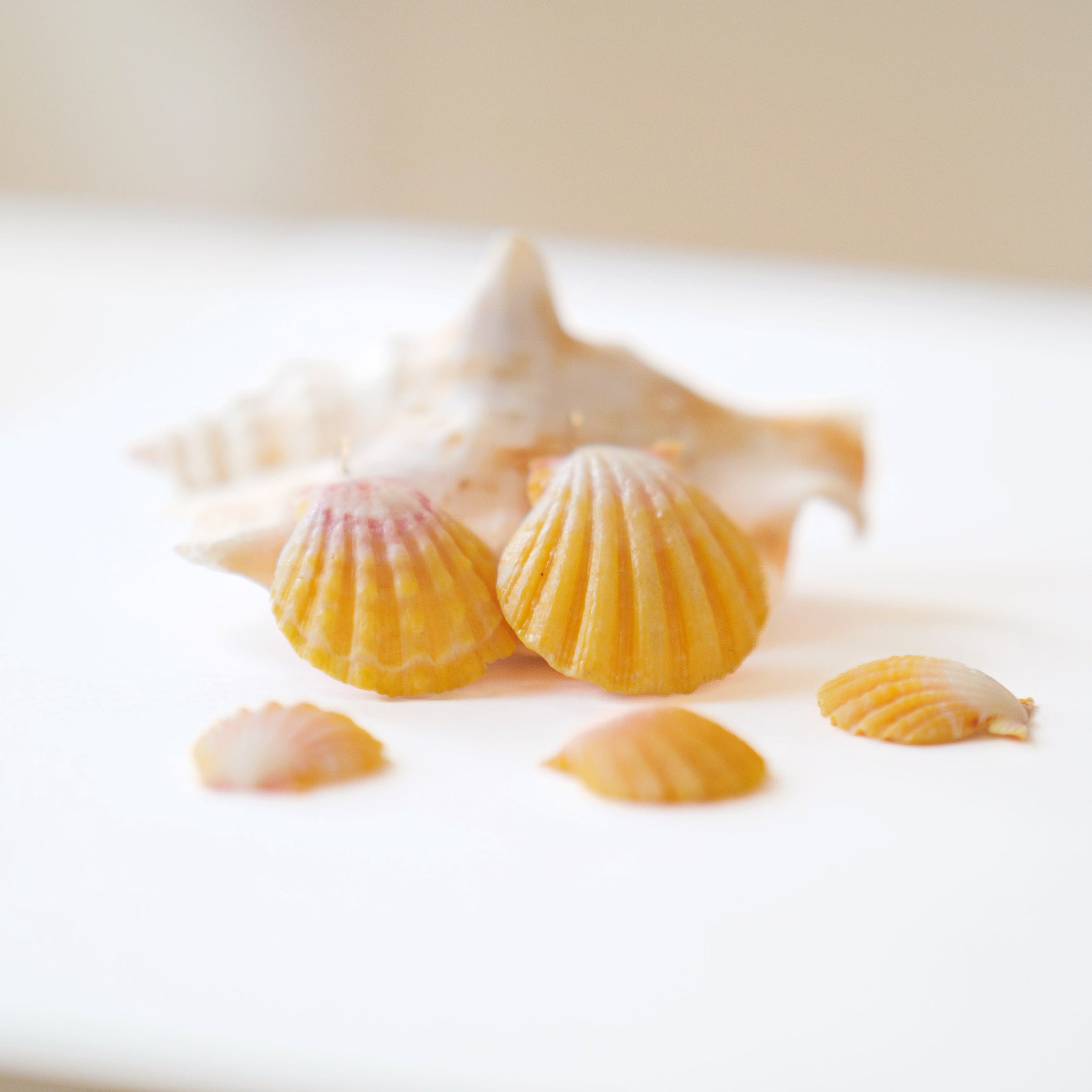 Sunrise Shell | MOKUPUNI 〜the island style〜
